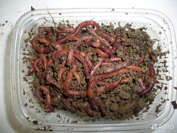 Живая наживка черви