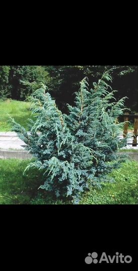 Можжевельник чешуйчатый, 