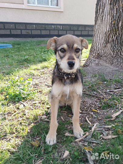 Девчонка 4 месяца от полуягдтерьера и джек-рассела