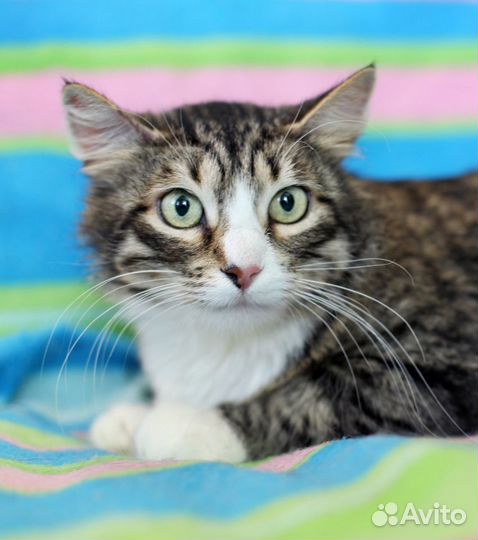 Марго -ищет дом красотка в лесной шубке