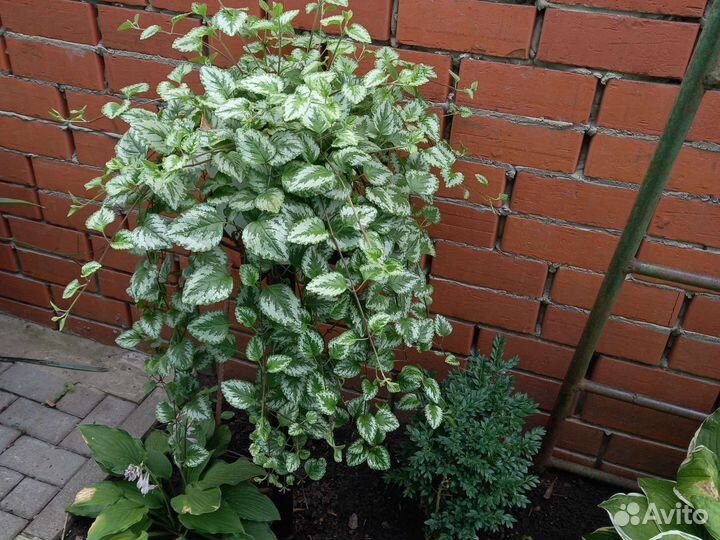 Яснотка ампельная и пион