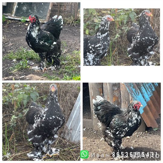 Брама Мраморная. Яйцо цыплята