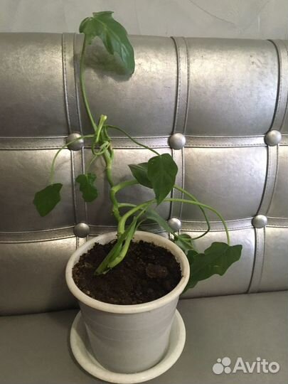 Комнатное растение лиана