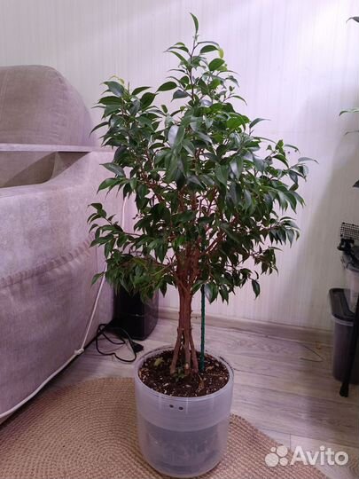 Крупномеры:Монстера,фикус Эластика,фикус Наташа