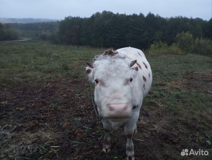 Продам быка на мясо