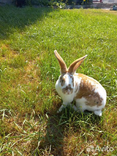 Кролик Рекс