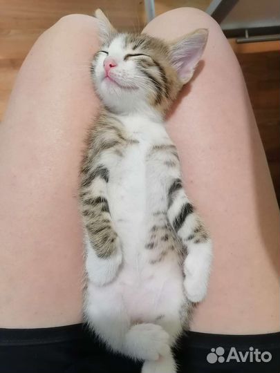 Котёнок