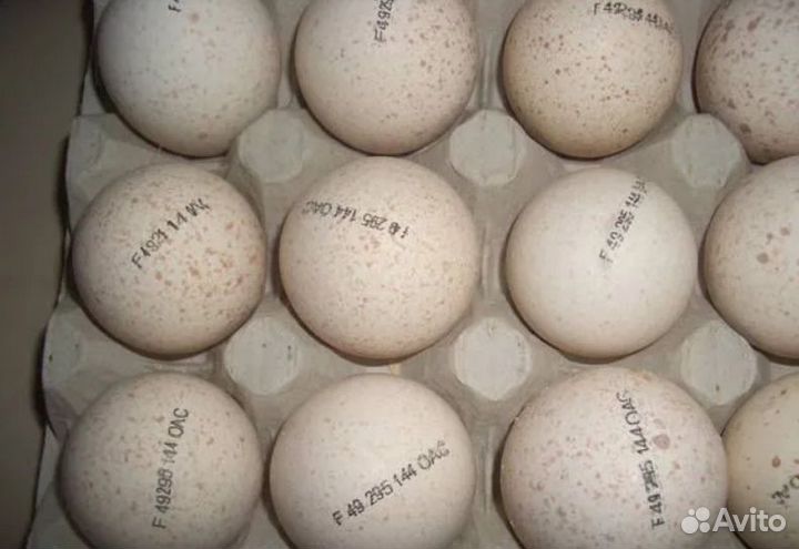 Инкубационные яйца на апрель