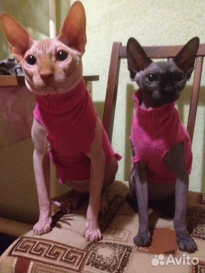 Канадский сфинкс вязка