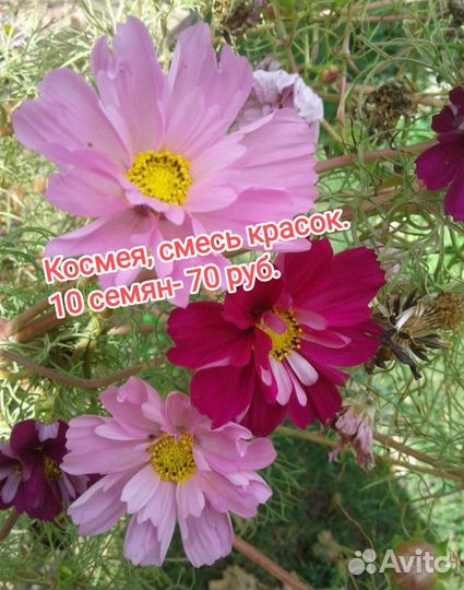 Семена цветов, арбуза