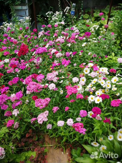 Турецкая гвоздика семена