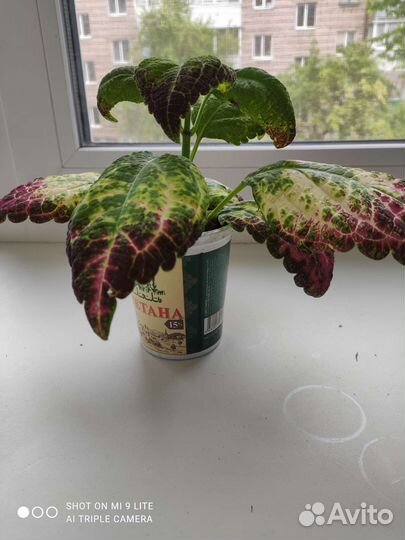 Колеус Аватар