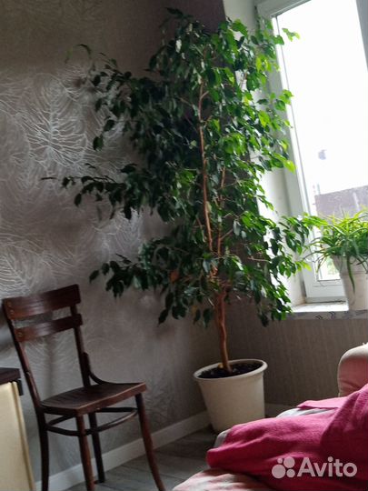 Комнатные растения цветы большие