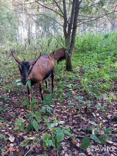 Козы дойные, козел на племя