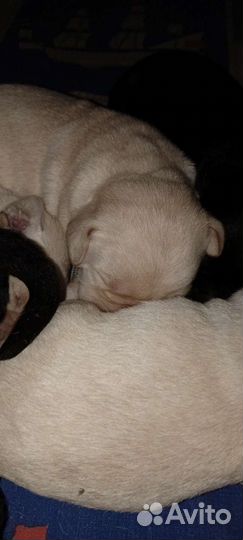 Щенки лабрадора