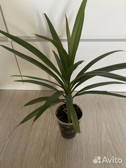 Финиковая пальма