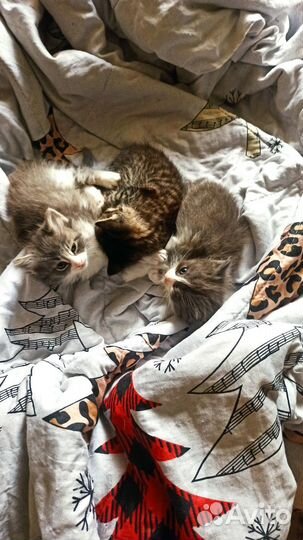Курильский Бобтейл котята
