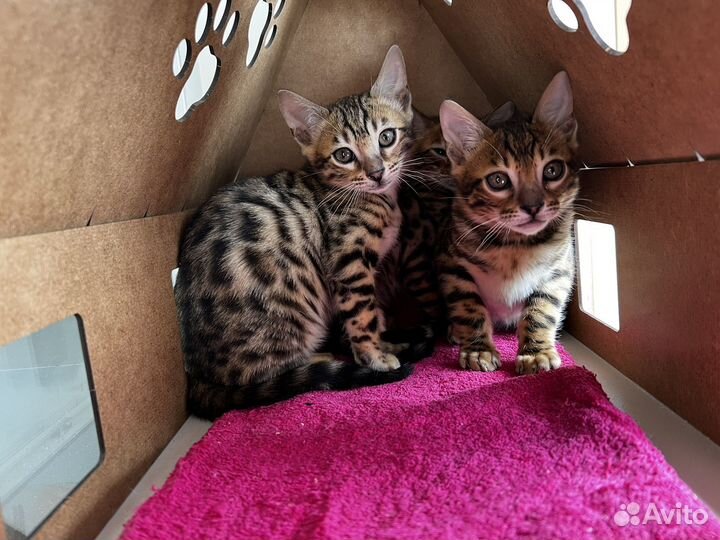 Бенгальская