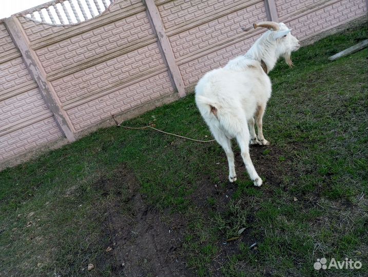 Козы и козлы