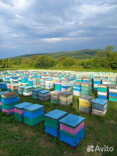 Пыльца пчелиная, оптом