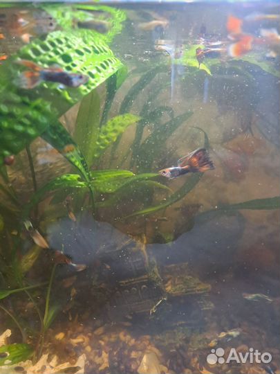 Аквариумные рыбки гуппи