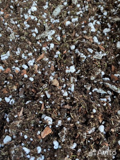 Грунт для калатеи. Грунт для маранты