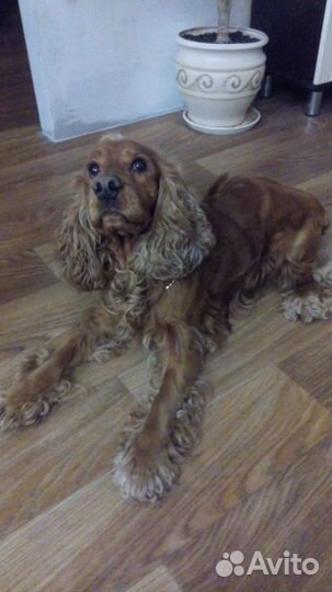 Кокер спаниель