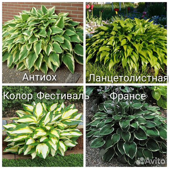 Хосты, гейхеры, папоротник,морозник,молочай