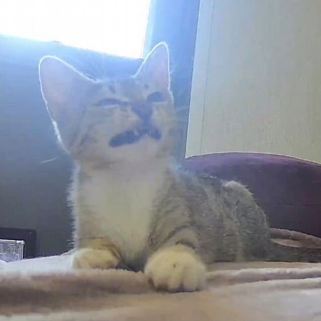 Котёнок в добрые руки
