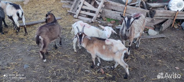 Бычки быки телки козы козлята