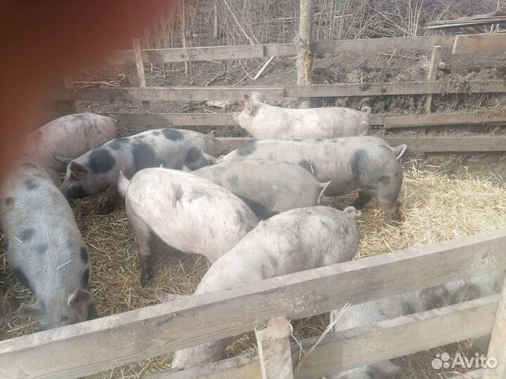 Здаю хряка на случку