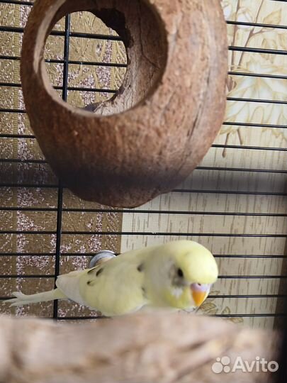 Волнистый попугай самец