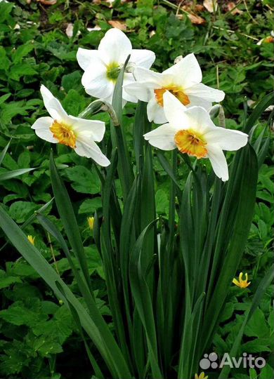 Луковицы нарциссов
