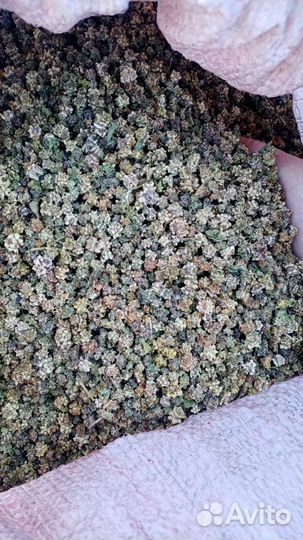 Семена кормовой свеклы 