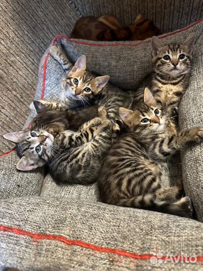 Бенгальские котята