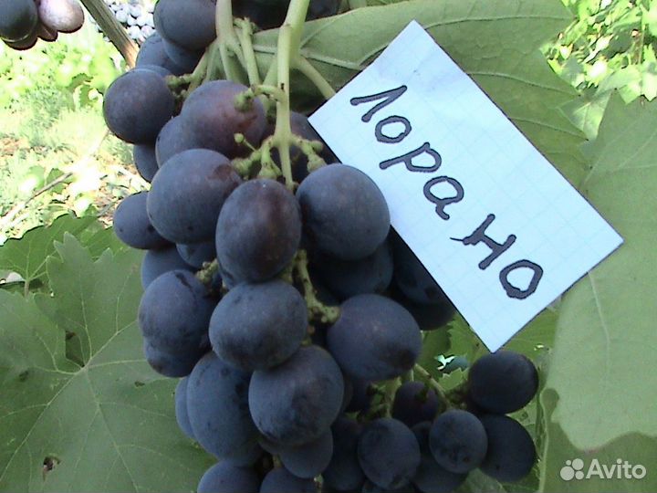 100 элитных сортов винограда