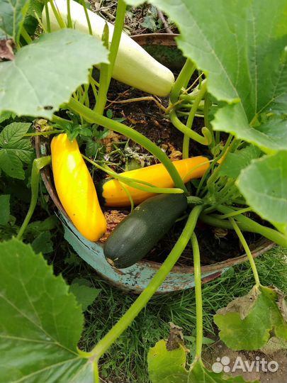 Кабачки домашние