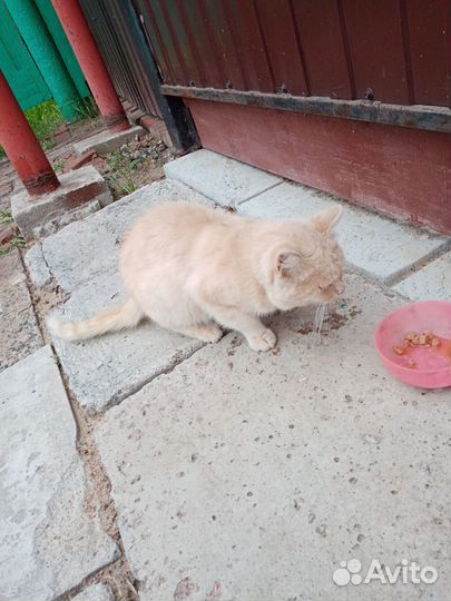 Отдам бесплатно