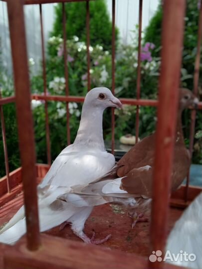 Голубь