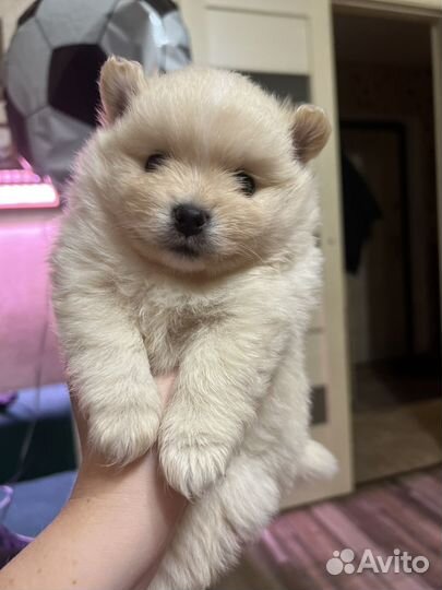 Померанский шпиц мини