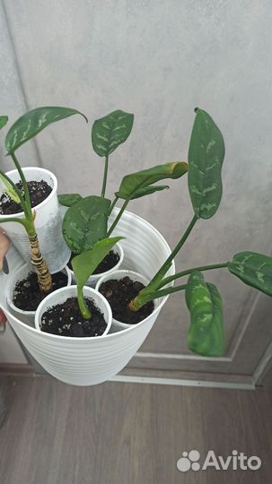 Диффенбахия