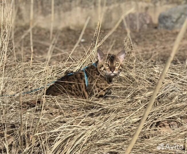 Бенгальский кот