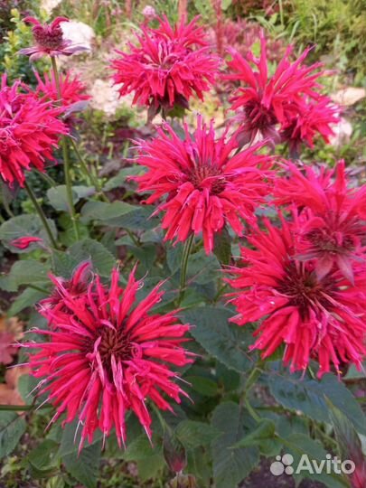 Многолетники цветы