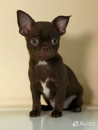 Щенки чихуахуа мальчик гармоничный аккуратный