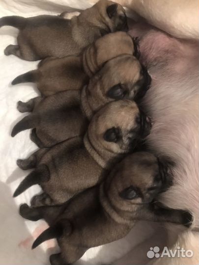 Собаки щенки мопс