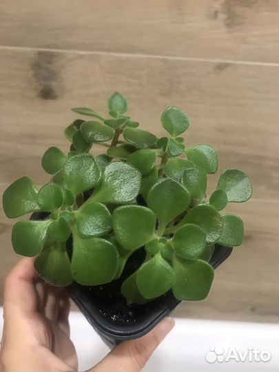 Аихризон дерево любви