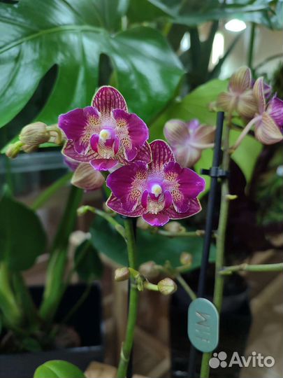 Орхидея Lola с мутацией бабочка