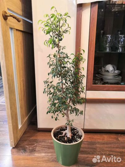 Комнатные растения цветы большие