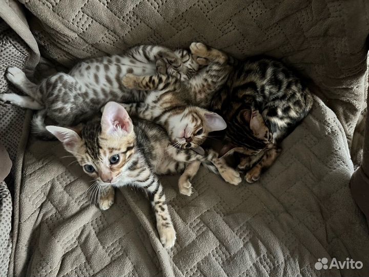 Бенгальская