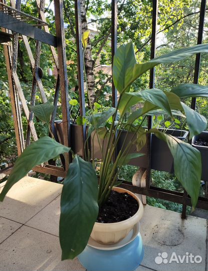 Спатифиллум в добрые руки